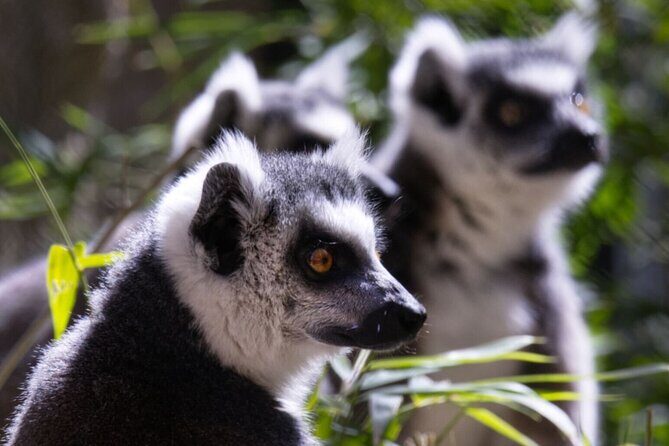 Sacramento Zoo General Admission Ticket - A Closer Look at the Itinerary