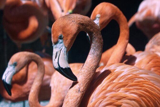 Sacramento Zoo General Admission Ticket - Authentic Visitor Insights