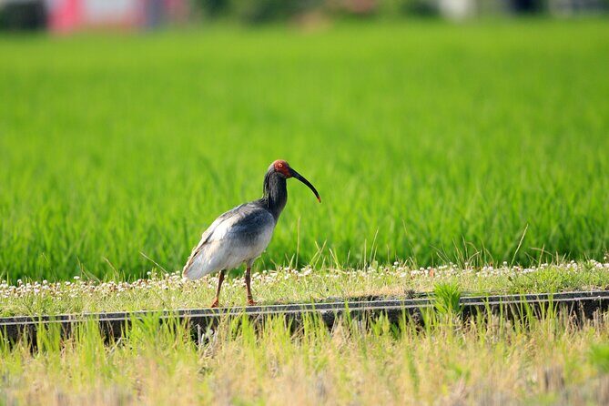 Sado Island Tour with Licensed Guide and Vehicle (Niigata Dep.) - Who Is This Tour Best Suited For?