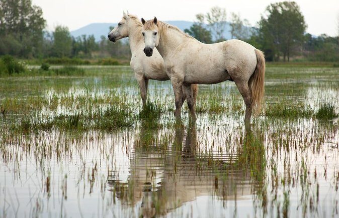 Safari 4x4 Camargue 2 hours - Saintes Maries de la Mer - Private Tour - What to Expect from the Camargue 4x4 Safari