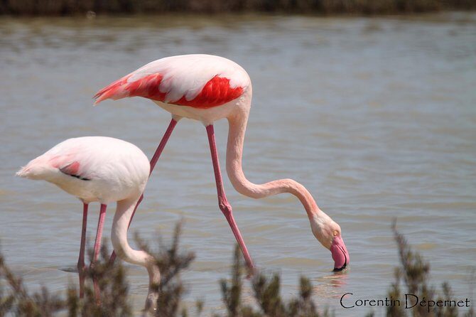 Safari 4x4 Camargue 2 hours - Saintes Maries de la Mer - Private Tour - The Sum Up