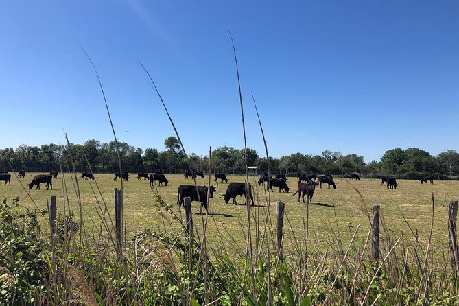 Safari 4x4 Camargue 2 hours - Saintes Maries de la Mer - Private Tour - FAQ