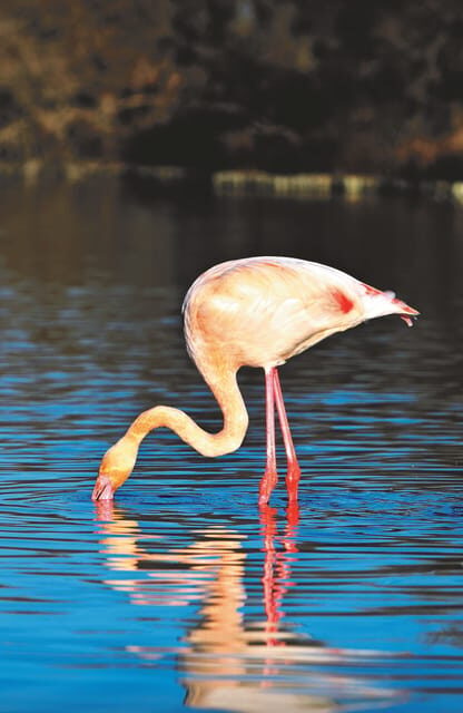 Safari 4x4 in Camargue / VIP Tour 3h30 / Grau du Roi - FAQ