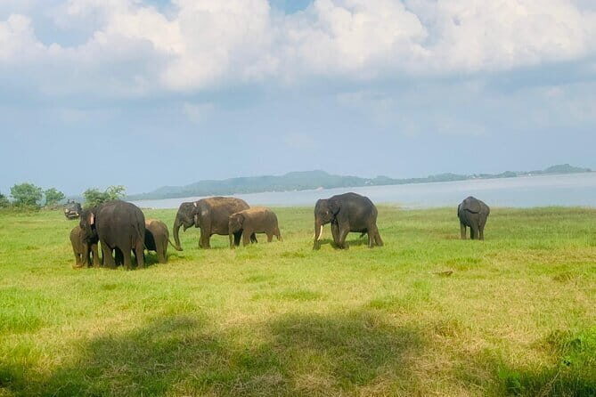 Safari Adventure in Hurulu Eco Park Sri Lanka - Key Points