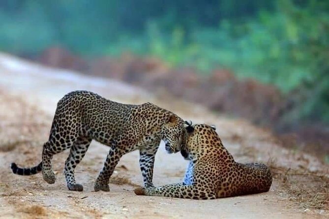 Safari at Wilpattu National Park from Negombo (All inclusive day tour) - Discover the Wild Side of Sri Lanka: A Full-Day Safari at Wilpattu National Park from Negombo