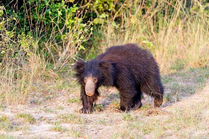 Safari at Wilpattu National Park from Negombo (All inclusive day tour) - Key Points