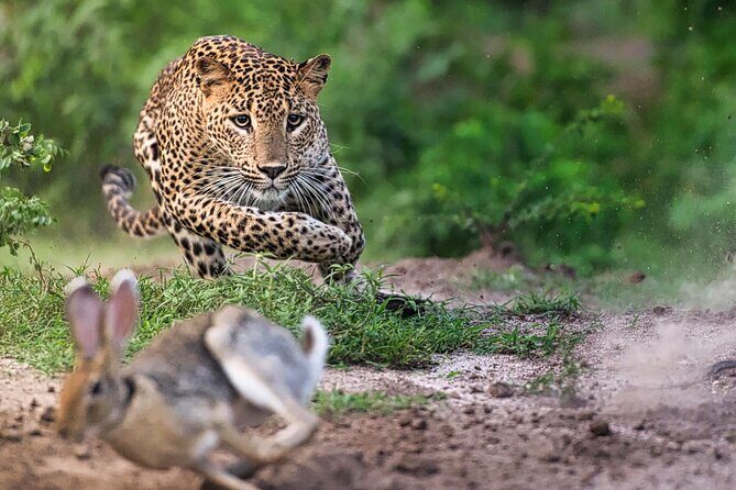 Safari Expedition's in Wild Wonders of Yala - FAQs