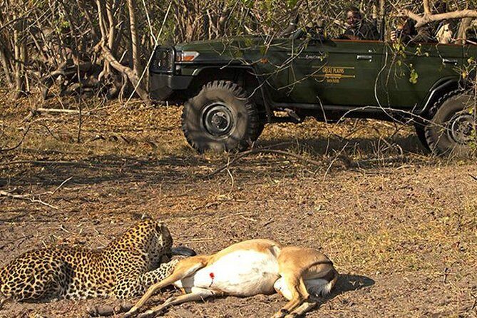 Safari In Jhalana Leopard Conservation Reserve, Jaipur - A Deep Dive into the Safari Experience