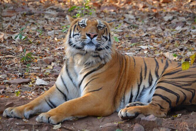 Safari in Pench National Park - Key Points