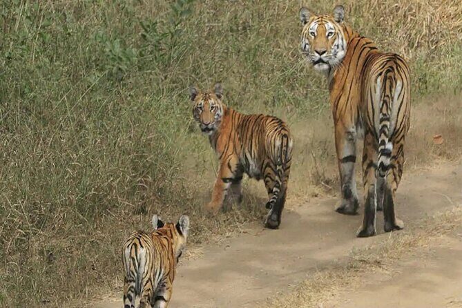 Safari in Pench National Park - Introduction: What Makes This Safari Stand Out?
