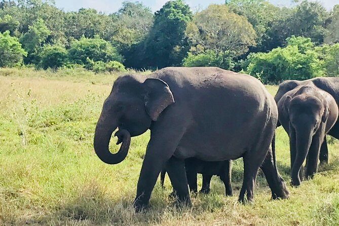 Safari Tour at Minneriya National Park - Discovering the Minneriya National Park Safari: A Natural Encounter with Sri Lanka’s Elephant Herds