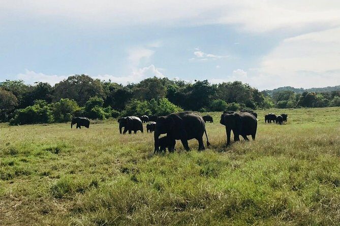 Safari Tour at Minneriya National Park - Key Points