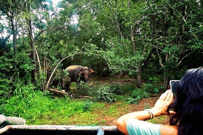 Safari Tour at Minneriya National Park - Who This Tour Is Best For