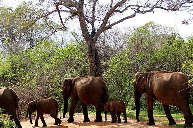 Safari Tour Yala National Park - 2 nights 3 days - Who Will Love This Tour?