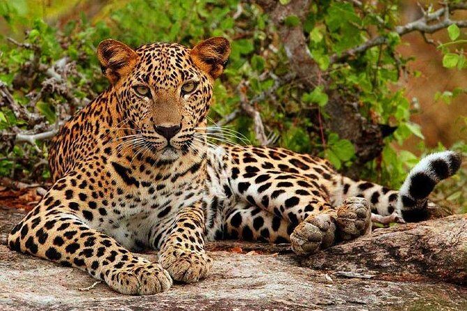 Safari Tour Yala National Park - 2 nights 3 days - FAQ