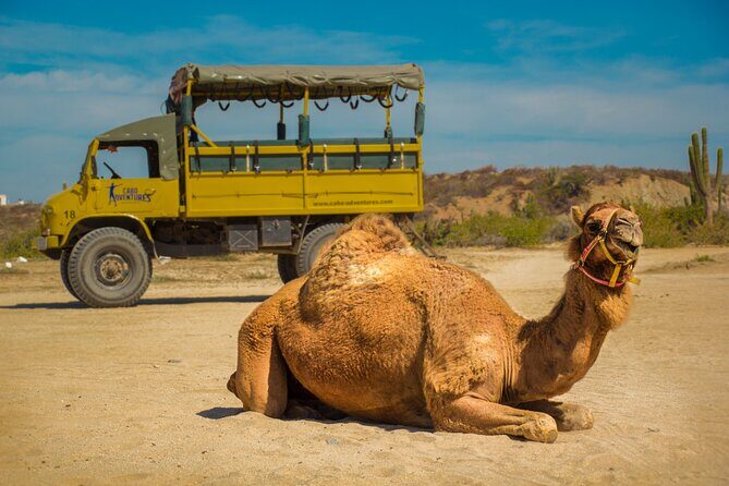 Safari with Camel Caravan to Explore Bajas Nature, Culture and Cuisine - What the Tour Promises