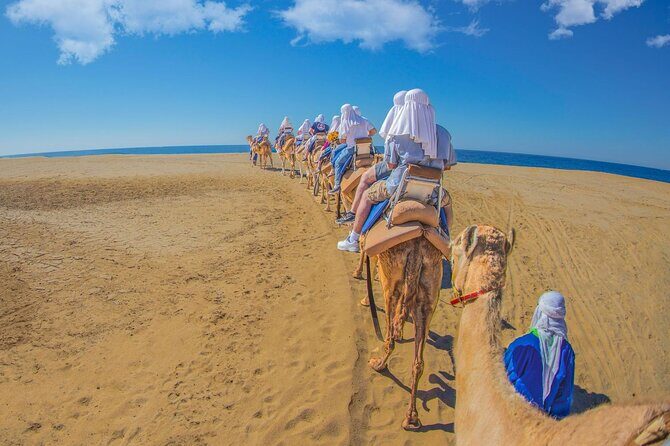 Safari with Camel Caravan to Explore Bajas Nature, Culture and Cuisine - How the Reviews Paint the Picture