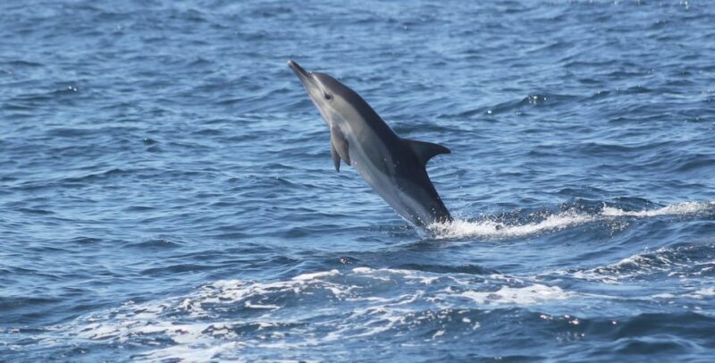 Sagres: Dolphin Watching Tour - An In-Depth Look at the Sagres Dolphin Watching Experience