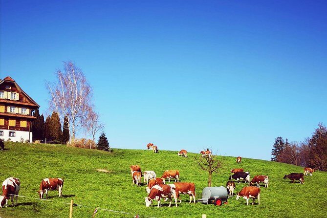 Sail to Basel and then explore either Bern, Luzern, Zurich or the Swiss Alps. - Who Should Consider This Tour?