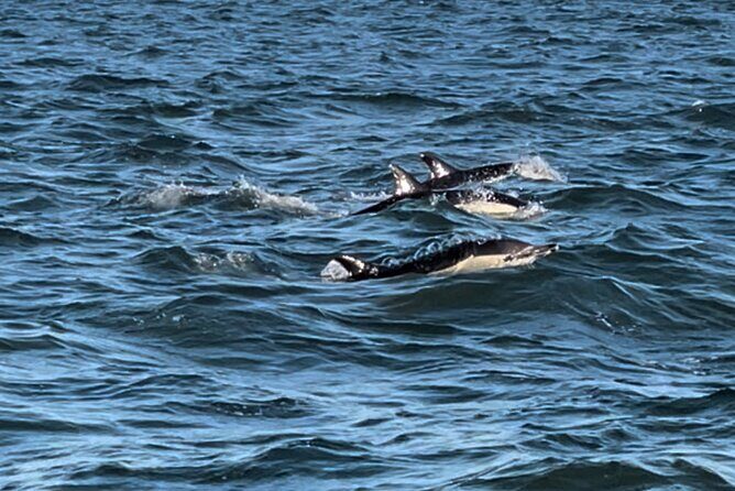 Sailboat Excursion along the Magnificent Tagus River - What the Reviews Say