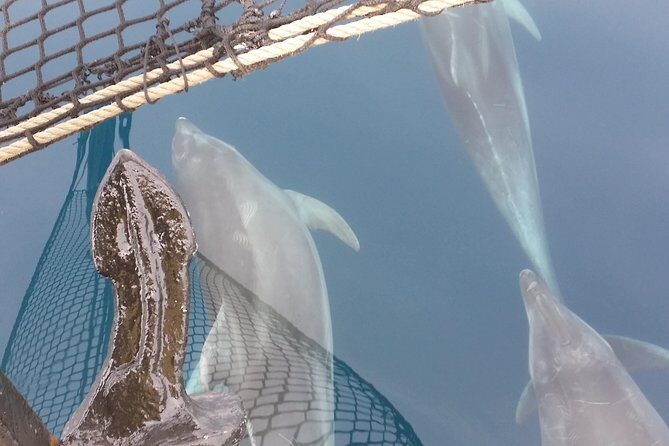 Sailing day trip on Tall Ship Andrea Jensen with Lunch and Wine - The Sum Up: Why Choose This Tour?