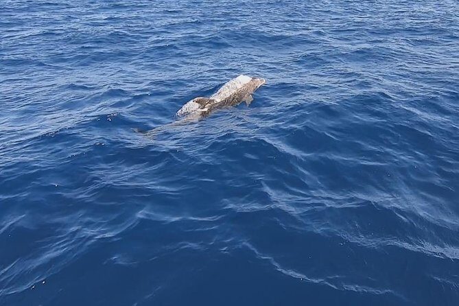 Sailing trip to DIA in Heraklion,Crete(4H) - FAQ