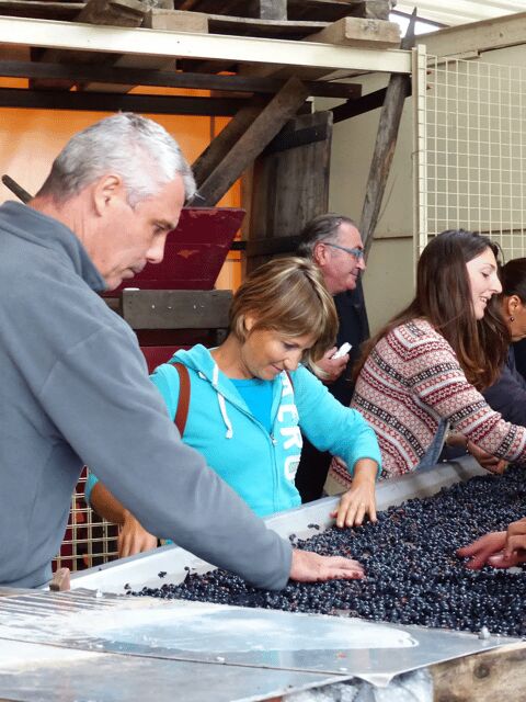 Saint-Emilion : Tasting of 4 wines in a family vineyard - What Makes the Wine Special?