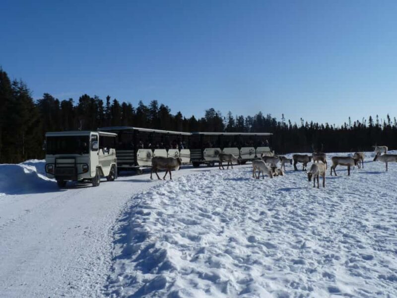 Saint-Félicien Wild Zoo: Winter 2025-2026 Daily Ticket - Key Points