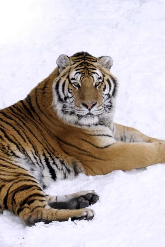 Saint-Félicien Wild Zoo: Winter 2025-2026 Daily Ticket - Final Thoughts