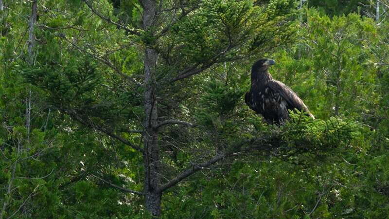 Saint John River: River Relics Kayak Tour - Key Points