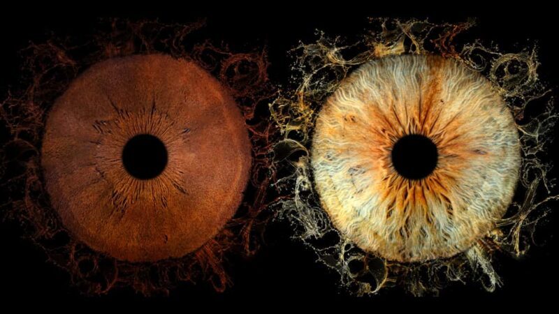 Saint-Paul-de-Vence: Reveal the beauty of your iris with Iris Galerie - What to Expect from the Iris Galerie Experience