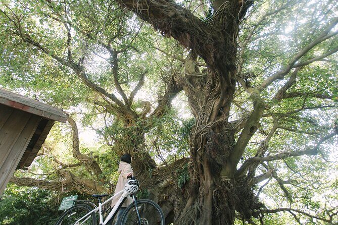 Sakurajima One Day Round Journey with E-bike - FAQ