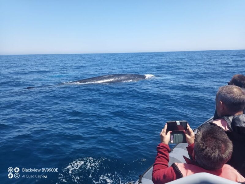 Salema: Dolphin Watching - A Closer Look at the Experience