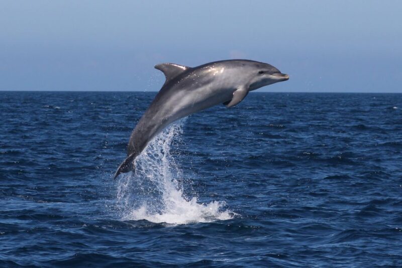 Salema: Dolphin Watching - Practical Tips for Booking and Enjoying the Tour