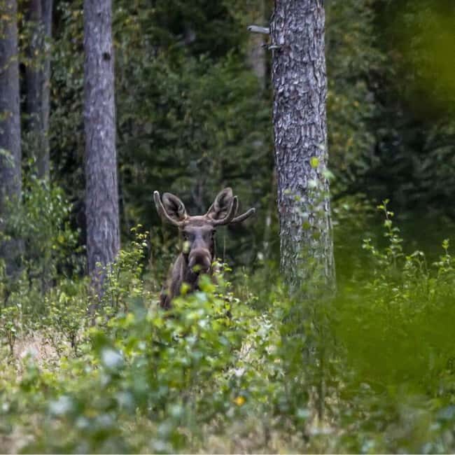 Sälen: Evening Moose Safari in the Forests - Key Points