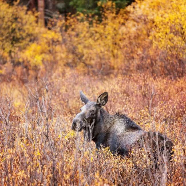 Sälen: Evening Moose Safari in the Forests - The Experience in Action: Authentic Encounters and Tips