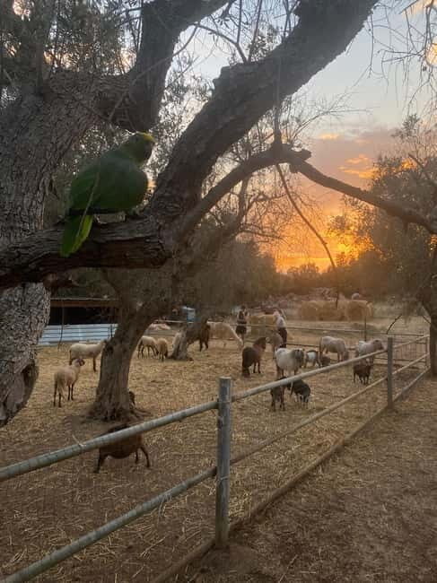 Salento: farm visit with local product tasting - A Closer Look at the Farm Experience