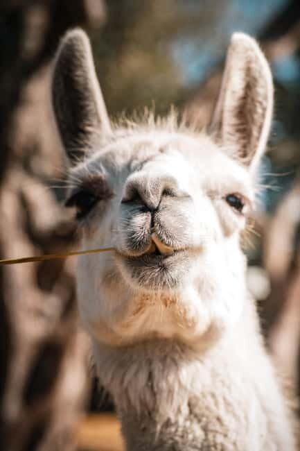 Salento: farm visit with local product tasting - Final Thoughts