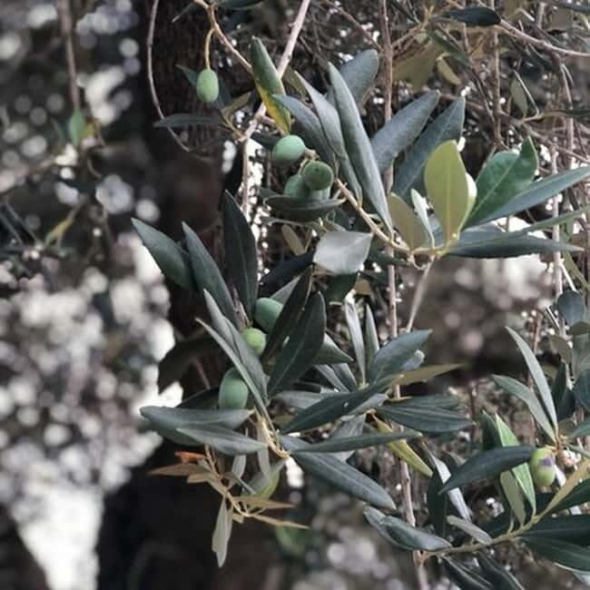 Salento: Olive Oil Mill Walking Tour with Tastings - Practical Details and Considerations
