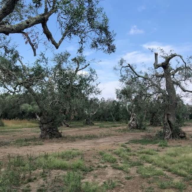 Salento: Olive Oil Mill Walking Tour with Tastings - FAQ