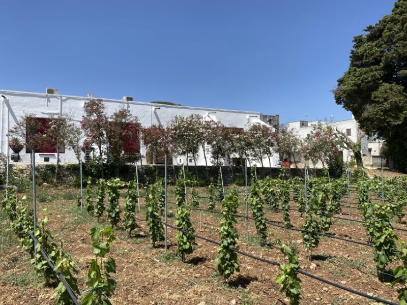 Salento: Winery Tour and Tasting - Who Will Love This Experience?