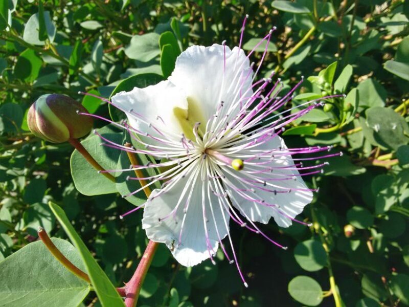 Salina Capers Experience - Who Will Love This Experience?