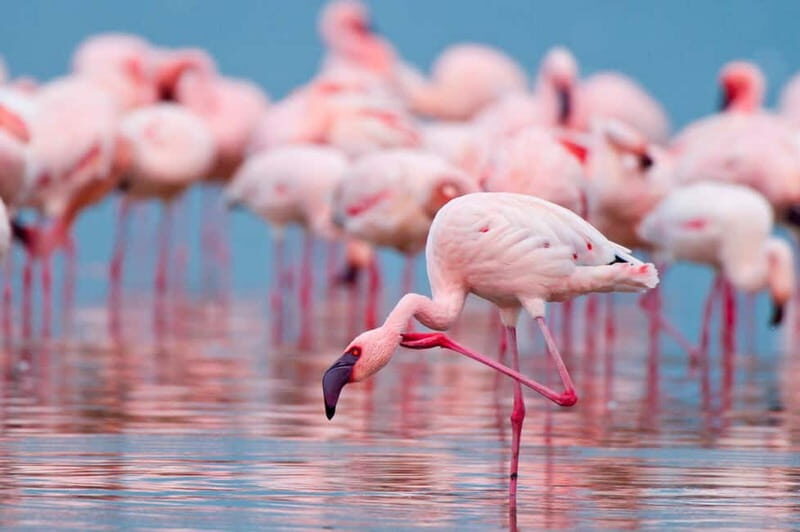 Salina Maria Stella di Trapani: Birdwatching in search of flamingos - Key Points