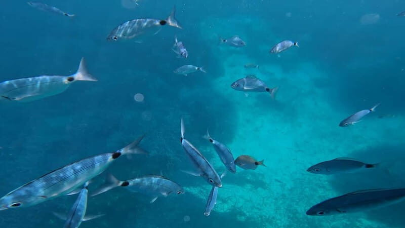 Salou: Underwater scooters - Why This Tour Is a Great Choice