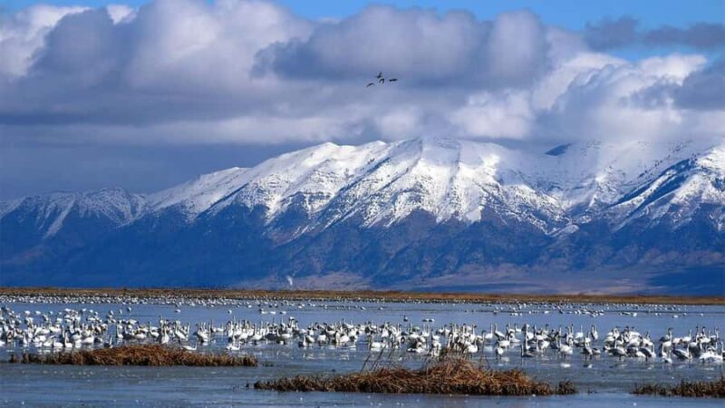 Salt Lake City: 3-Day Yellowstone Winter Wildlife Tour - Who Is This Tour Best For?