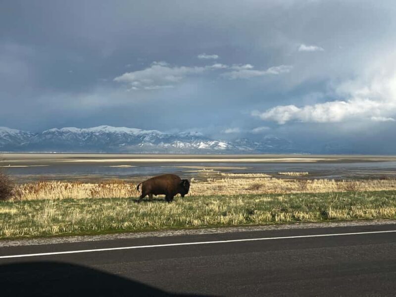 Salt Lake City: Antelope Island Private Tour with Pickup - Final Thoughts