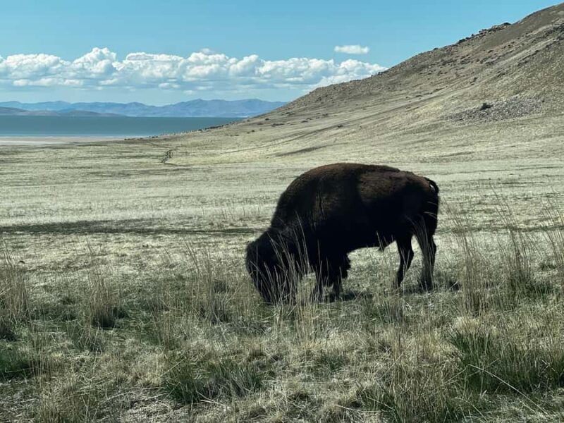 Salt Lake City: Antelope Island Private Tour with Pickup - FAQs