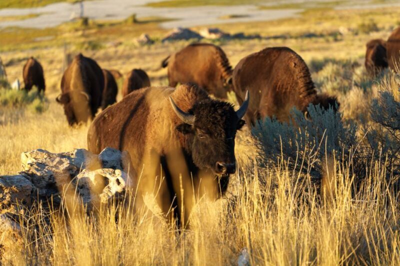 Salt Lake City: Great Salt Lake Wildlife & Sunset Experience - Final Thoughts: Who Will Love This Tour?