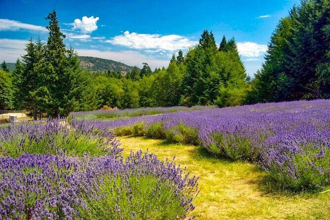 Salt Spring Island "Artisan Trail" Hop On Hop Off Tour! - FAQs