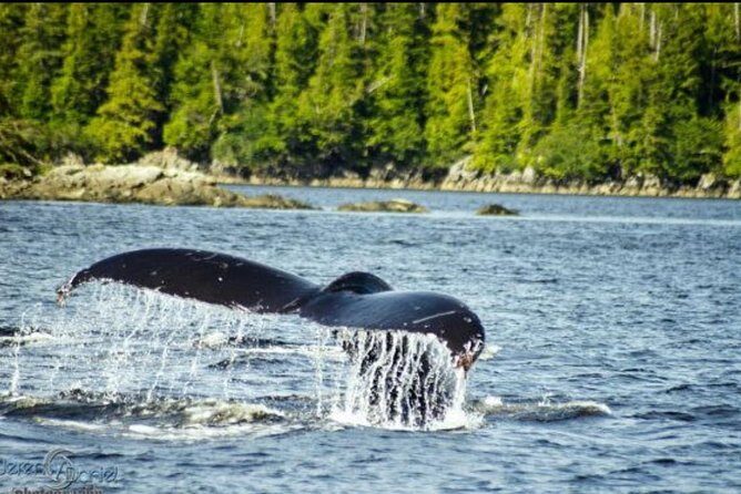 Saltwater Expedition Sightseeing & Wildlife - 6 Passenger Boat - An In-Depth Look at the Saltwater Expedition
